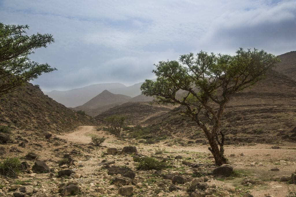 Frankinsence træ i Salalah, Oman