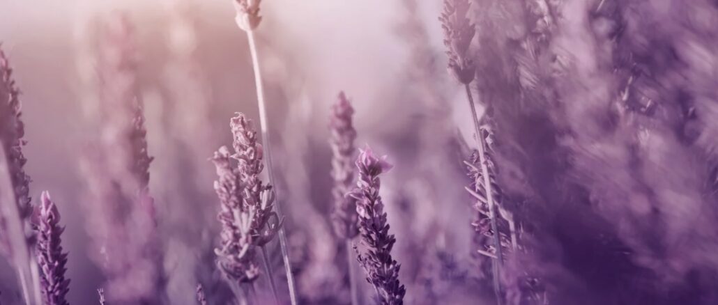 Untitled-design-6